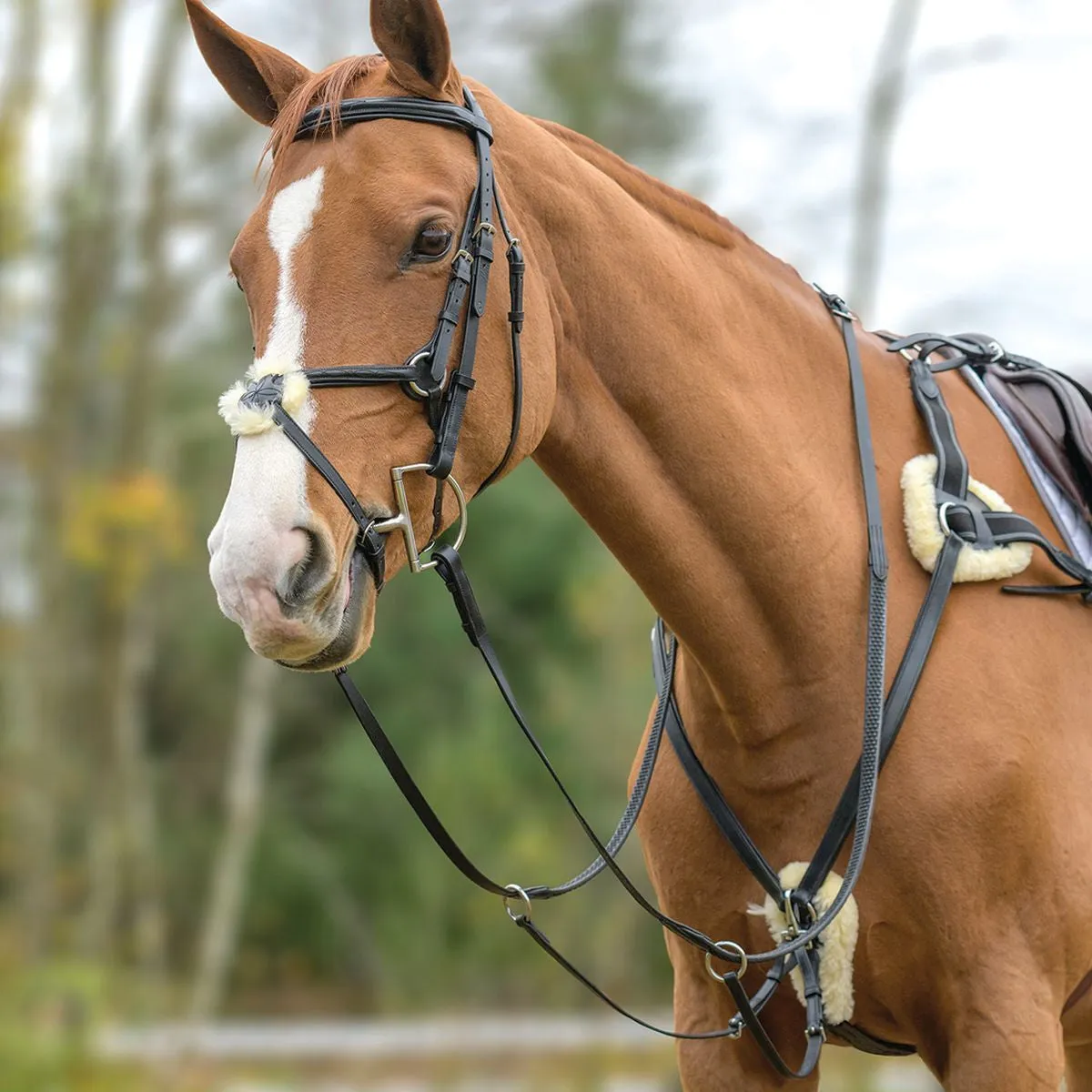 Avignon 5 Point Breastplate
