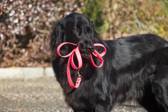 Biothane Waterproof Leash- 3/4 inch  | Medium - XL Dogs